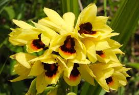 Image result for Orthochilus