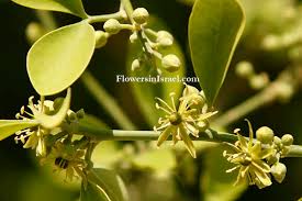 Image result for Balanites aegyptiaca