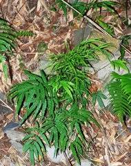 Image result for Pteris auquieri