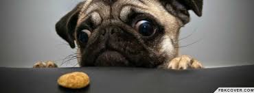 Lover dogs fabric fat quarter fabric 18x22 100% premium cotton new not precut. Just Fat Dogs 205 Photos Pet Store