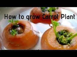 How To Grow Carrot Plant Without Seeds Youtube How To Plant Carrots How To Grow Carrots Grow Carrots