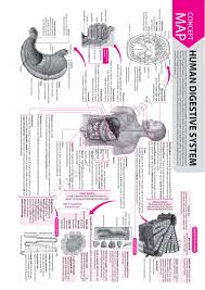 Just like the arterial system, three layers make up the vein walls. Printiable Mape Of Arteries And Viens Printable Map Arteries And Veins Page 1 Line 17qq Com Eye Veins Human Red Blood Vessels Blood System Dualipan