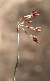 Image result for Eragrostis fastigiata