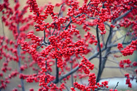 Attractive Deciduous Shrubs And Trees With Red Fruits And