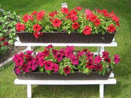 Image result for foto petúnie