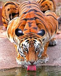 Experience The Beauty Of Royal Bengal Tiger In India Photo Mihirwildmahajan Our Philosophy Most Beautiful Animals Animals Beautiful Big Cats