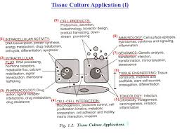 Hela (/ ˈ h iː l ɑː /; å‹•ç‰©ç´°èƒžåŸ¹é¤Š æŽˆèª²è€å¸« é¡å˜‰å® åŠ©ç†æ•™æŽˆ æ•™ç§'æ›¸ Culture Of Animal Cells A Manual Of Basic Technique 5 Th Edition Freshney R I Ppt Download