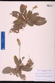 Image result for Elytraria