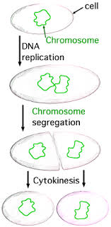 What Is The Difference Between Asexual And Sexual Reproduction