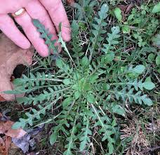 Image result for Nectaropetalum