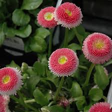 Image result for Bellis