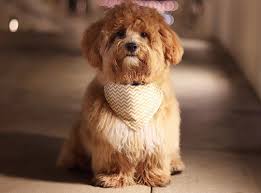 The shihpoo is a designer breed created through the cross of the shih tzu & the poodle breed. Adopt A Shih Poo Dog Things You Shoud Know About Dog Adoption