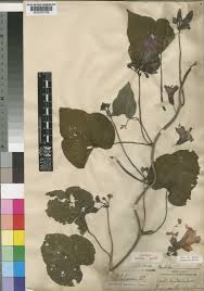 Image result for Ipomoea rubens