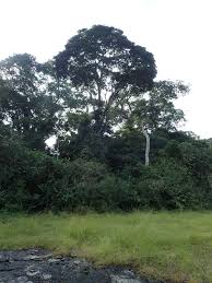 Image result for Tessmannia burttii