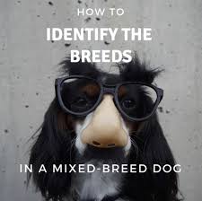 how to identify the breeds in a mixed breed dog pethelpful