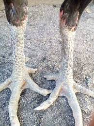 Kaki ayam aduan pukulan sakit mematikan yang bertuah di thailand dan diyakini memiliki pukulan berakurat, sakit dan mematikan. Fattah Farm Antara Sisik Kaki Ayam Baik Dari Fb Kawan2 Facebook