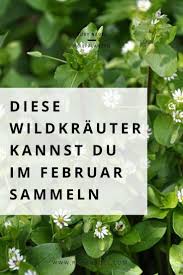 Essbare Wildpflanzen Und Krauter Sammeln Im Februar Ruby N Edible Wild Plants Herbs Medicinal Plants