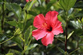 * 1 teaspoon super nova growth enhancer. The Best Fertilizers For Hibiscus Plants In 2021 Bob Vila