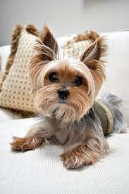 Billybomber2 Baby Animals Yorkie Baby Dogs