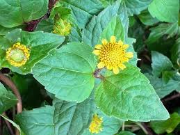 Image result for Acmella