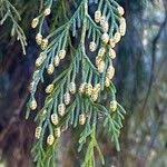Image result for Cupressus funebris