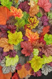 I find ways to add it to almost every flower bed or container i work on, and am consistently satisfied with the final result. Heuchera Is Easy To Grow And Adds Color To Gardens Idaho Statesman