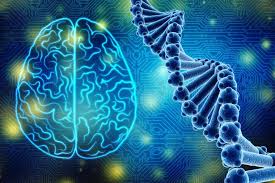 Les symptômes, de même que leur intensité et leur présentation, sont très variables d'un patient à l'autre. Chorea Huntington Abbau Von Nervenzellen