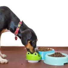 Viande Pour Le Chien Ou Le Chat Dans Une Ration Menagere Cuite Ou Crue