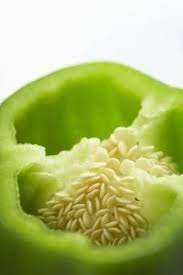 Como Germinar Semillas De Pimiento En El Interior Growing Green Peppers Pepper Seeds Stuffed Peppers