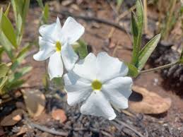 Image result for Thunbergia kirkiana