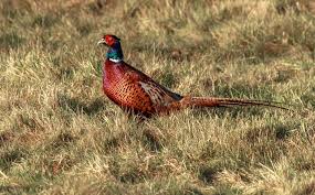 Exotic animal auction south dakota. South Dakota Reports Fewer Pheasant Hunters This Year Ehuntr