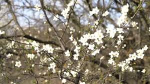 Maybe you would like to learn more about one of these? A Lot Of Beautiful Delicate White Flow Stock Video Pond5