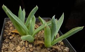 Image result for Nananthus aloides