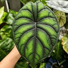 New Leaf Alocasia Baginda Dragon Scale Really Know How To Draw Attention Houseplants In 2020 Alocasia Plant Foliage Plants Unusual Plants