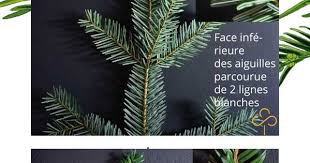 Sapin Blanc Et If Comment Faire La Difference Facilement Sapin Blanc Plantes Sauvages Comestibles Plantes Sauvages