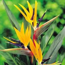 Large Bird Of Paradise Plant For Sale Uk Pin On House Plants
