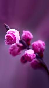 Beautiful Whatsapp Dp Flower Images Free Download In 2020 Blue Flower Wallpaper Flower Iphone Wallpaper Flower Images