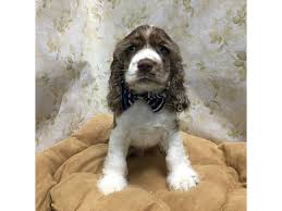 Cocker spaniel puppy 3 / 29. Cocker Spaniel Puppies Petland San Antonio