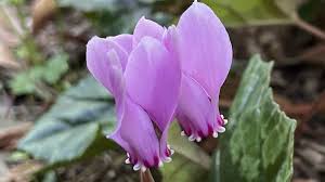 Image result for Cyclamen parviflorum