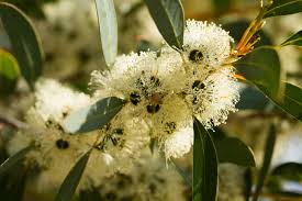 Image result for Eucalyptus cloeziana