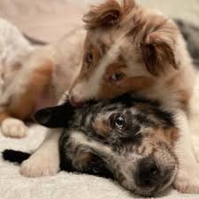 Our dogs are first & foremost loving companions and members of our family. Triple A Aussies