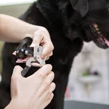 If you think you might appreciate nail clippers that work better than cheap drugstore models, then this guide is for you. 7 Best Dog Nail Clippers Of 2021 Cut Your Dog S Nails At Home
