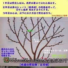 サービス終了のお知らせ ブルーベリー 剪定 パーマカルチャー ブルーベリー