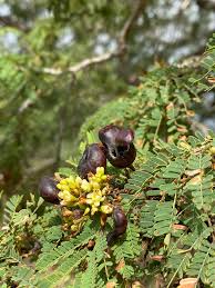 Image result for Libidibia coriaria