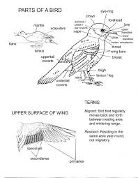Birds That Start With A C Mr Joanides Wiki Pages Licensed For Non Commercial Use Only Birds 6 Homeschool Nature Study Zoology Bird Unit Study