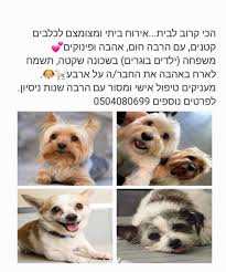 פנסיון קטקטים, אירוח ביתי לחברים קטנים על ארבע🐩🐶