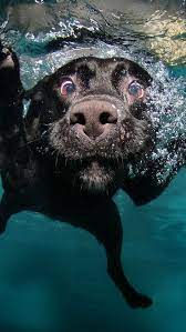 Dog Black Underwater Swimming Water 74417 640x1136 Cute Baby Animals Cute Animals Cute Dogs
