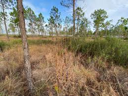 Image result for Rottboellia cochinchinensis