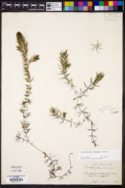 Image result for Ceratophyllum muricatum