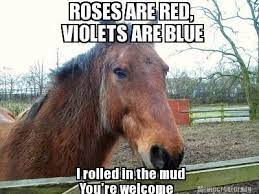 Valentines Day Quotes With Horses Quotesgram Funny Horse Memes Horse Jokes Funny Horses